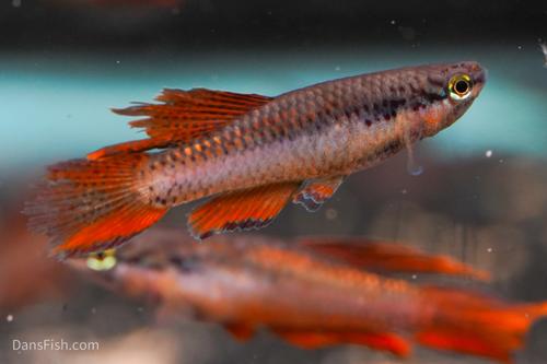 Aphyosemion bivittatum 'Lagos Red', Breeding Group  (1M4F)