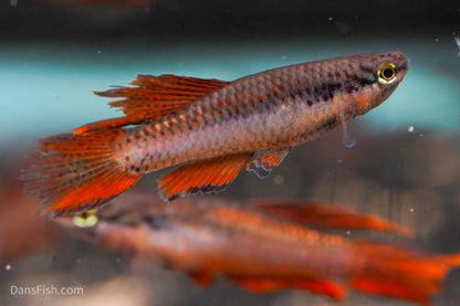 Aphyosemion bivittatum 'Lagos Red', Breeding Group  (1M4F)