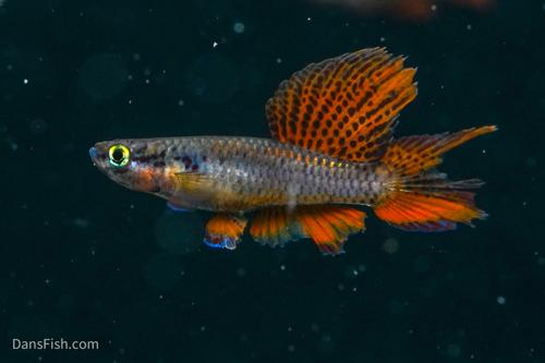Aphyosemion bivittatum 'Lagos Red', Breeding Group  (1M4F)