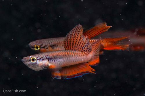 Aphyosemion bivittatum 'Lagos Red', Breeding Group  (1M4F)