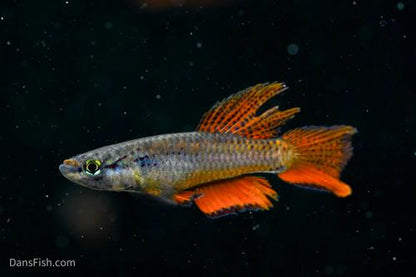 Aphyosemion bivittatum 'Lagos Red', Breeding Group  (1M4F)