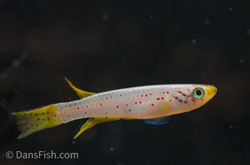 Aphyosemion christyi 'Kinshasa', Pair (1M1F)