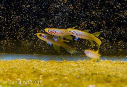 Aphyosemion polli 'Kinshasa', Trio (1M2F)