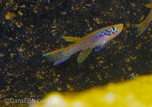 Aphyosemion polli 'Kinshasa', Trio (1M2F)