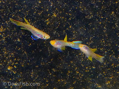 Aphyosemion polli 'Kinshasa', Trio (1M2F)