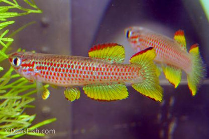 Aphyosemion gabunense gabunense, Pair (1M1F)