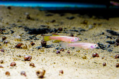 Aphyosemion gabunense gabunense, Pair (1M1F)