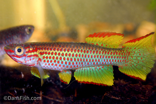 Aphyosemion gabunense gabunense, Pair (1M1F)