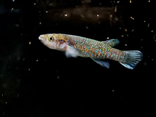 Archiaphyosemion guineense, Trio (1M2F)