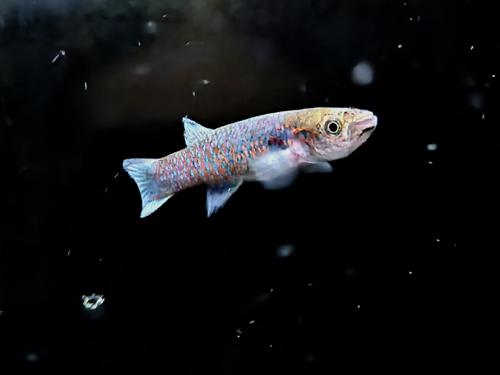 Archiaphyosemion guineense, Trio (1M2F)