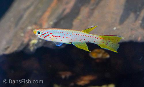 Aphyosemion polli 'Kinshasa', Trio (1M2F)