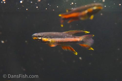 Aphyosemion volcanum 'Ekondo Titi -Manga Water CB3SR 07-21', Trio (1M2F)