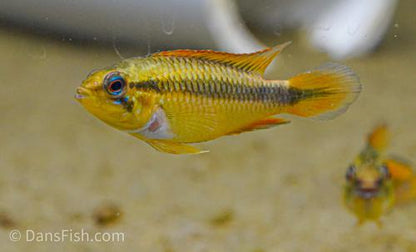 Apisto agassizii 'Double Red', Trio (1M2F)