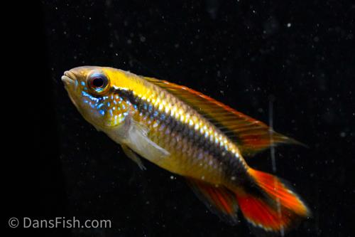 Apisto agassizii 'Double Red', Trio (1M2F)
