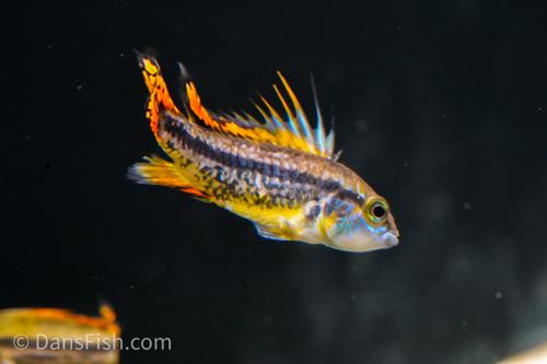 Apisto cacatuoides 'Double Red', Pair (1M1F)