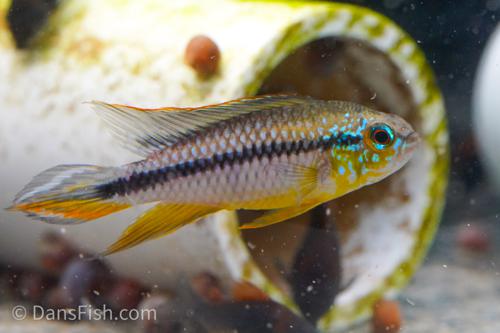 Apisto cf. agassizii 'Alenquer'