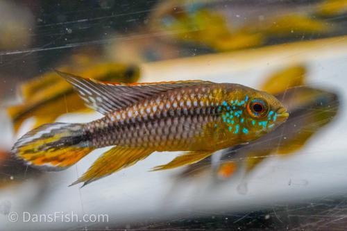 Apisto cf. agassizii 'Alenquer'