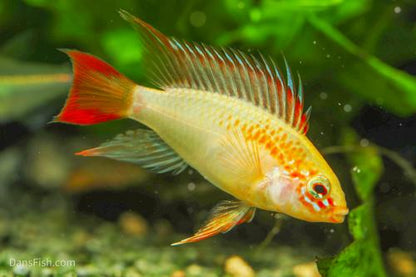Apisto macmasteri Gold, Male