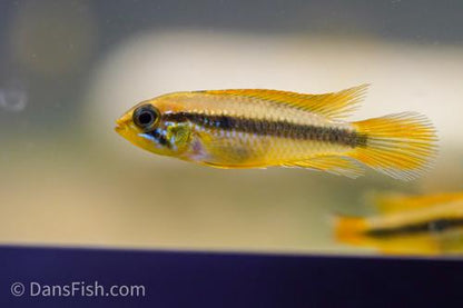 Apistogramma agassizii