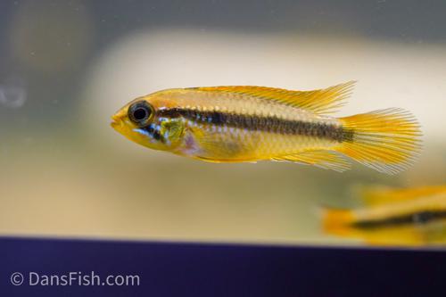 Apistogramma agassizii