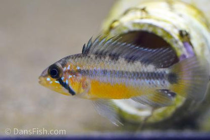 Sunset Apisto