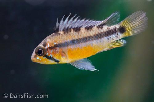 Sunset Apisto