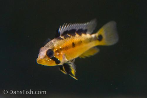 Sunset Apisto