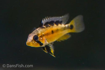 Sunset Apisto