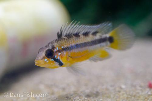 Sunset Apisto