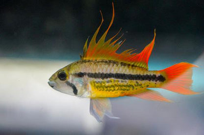Apisto cacatuoides 'Orange Flash', Breeding Group (1M3F)