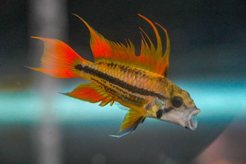 Apisto cacatuoides 'Orange Flash', Breeding Group (1M3F)
