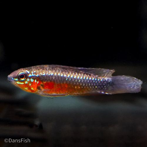 Apistogramma elizabethae, Trio (1M2F)