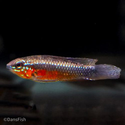 Apistogramma elizabethae, Trio (1M2F)