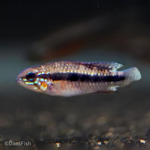Apistogramma elizabethae, Trio (1M2F)