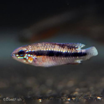 Apistogramma elizabethae, Trio (1M2F)