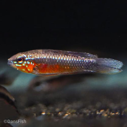 Apistogramma elizabethae, Trio (1M2F)