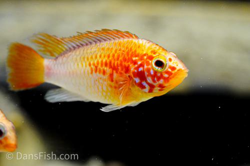 Apisto macmasteri 'Gold Red Shoulder', Pair (1M1F)