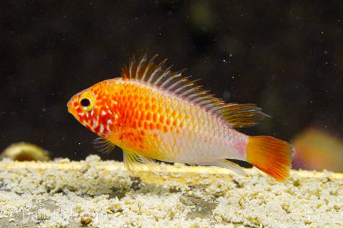 Apisto macmasteri 'Gold Red Shoulder', Pair (1M1F)