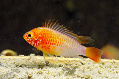 Apisto macmasteri 'Gold Red Shoulder', Pair (1M1F)