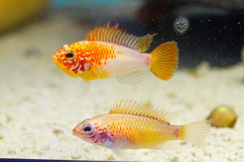Apisto macmasteri 'Gold Red Shoulder', Pair (1M1F)