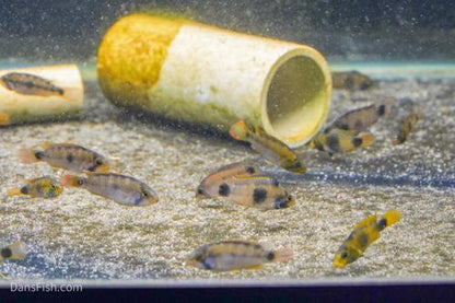 Apistogramma nijsseni Rio Tigre, Male