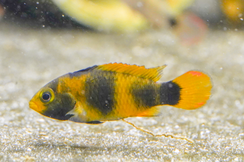 Apistogramma nijsseni Rio Tigre, Male