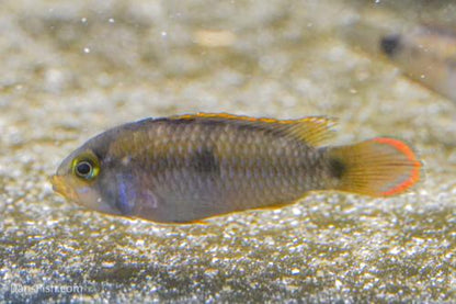 Apistogramma nijsseni Rio Tigre, Male