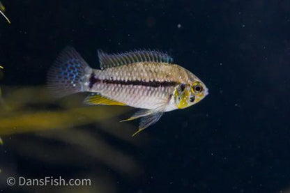 T-bar Dwarf Cichlid