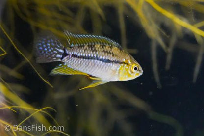 T-bar Dwarf Cichlid