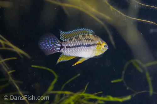 T-bar Dwarf Cichlid