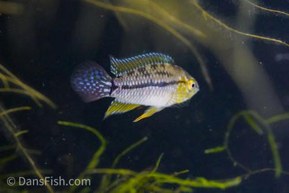 T-bar Dwarf Cichlid