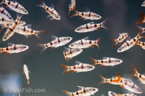 Arulius Barb