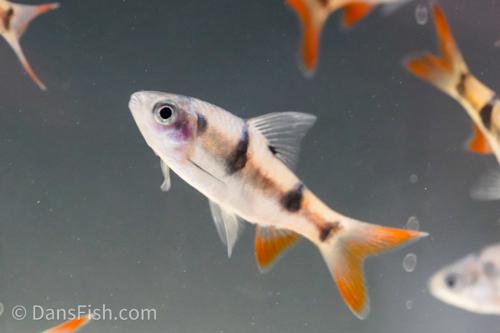 Arulius Barb