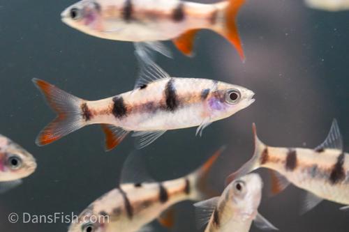 Arulius Barb